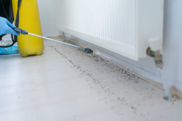 Best Ant Control Services  in Harahan, LA