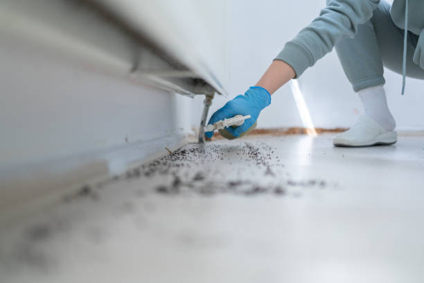 Best Wasp Removal Services  in Harahan, LA